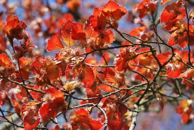 Fagus sylvatica 'Purpurea'- buk lesní 'Purpurea' (červený) - v jarní koruně